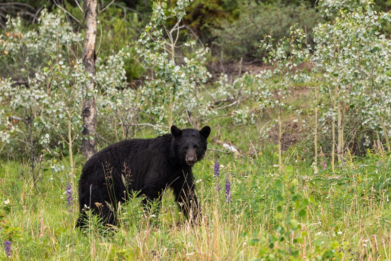 Black bear