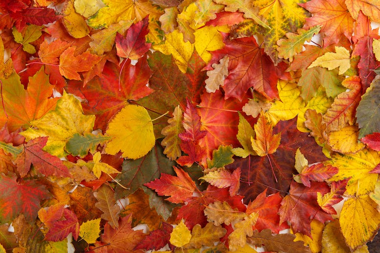 Fall, Leaves, Autumn
