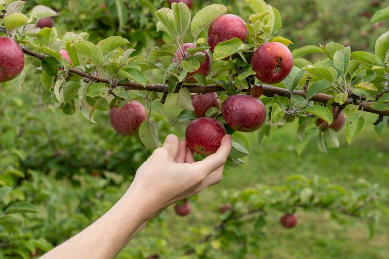 Hand picking apple
