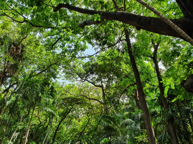 selva mexicana