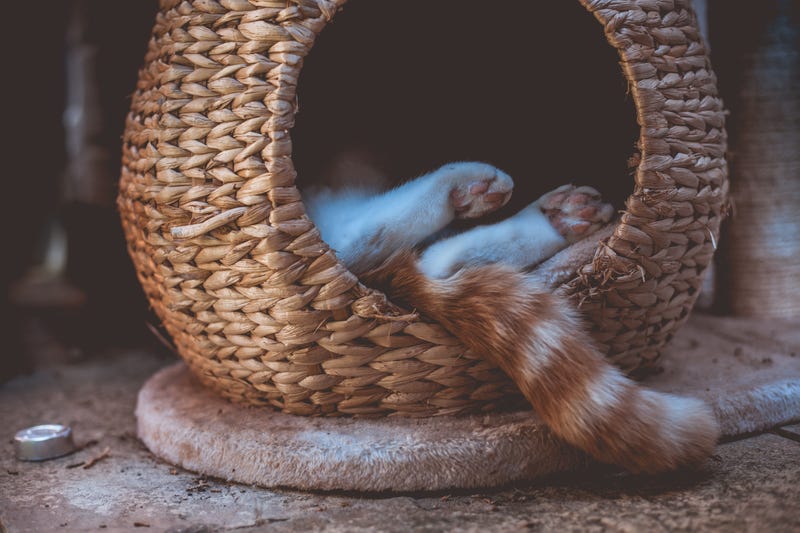 Sleepy Feet - stock photo ginger tabby cat sleeping outside in a wicker pod
