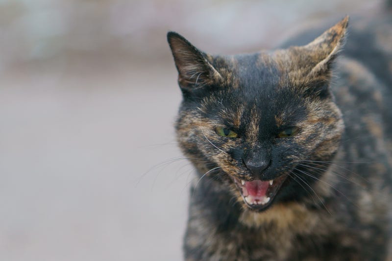 cat