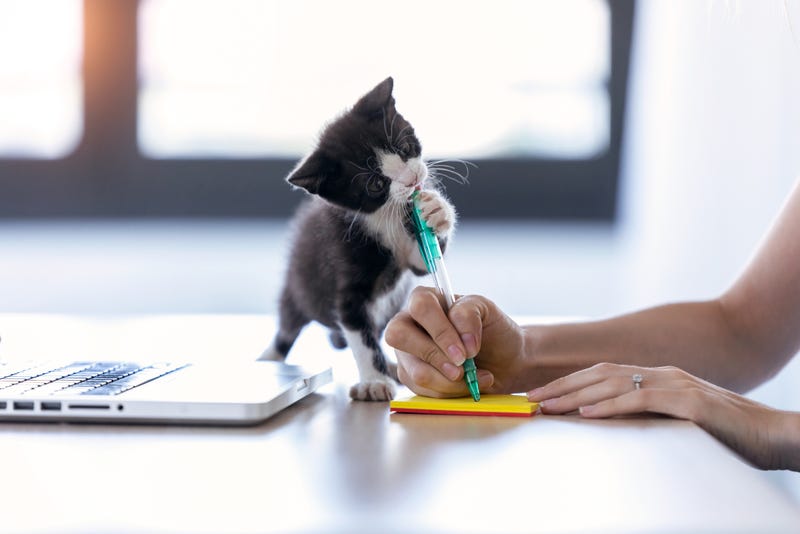 un gatito le muerde el bolígrafo a su dueña, quien está tratando de escribir