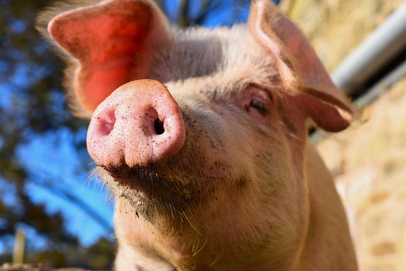 The pig’s snout