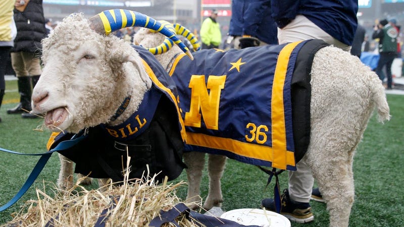 Got the wrong goat: West Point cadets try to nab Navy mascot