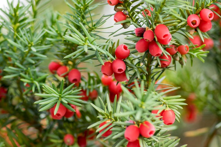Yew Shrub