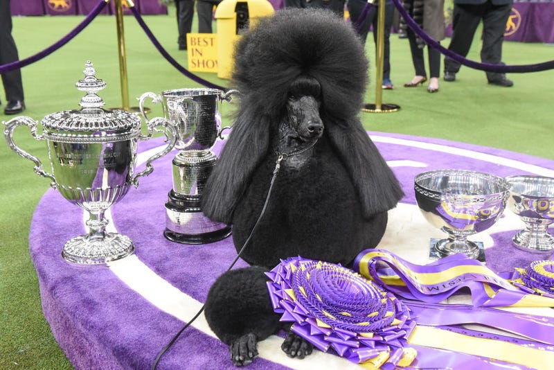 Poodle