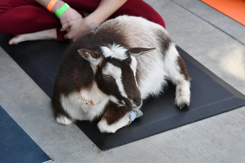 Goats for Strolling