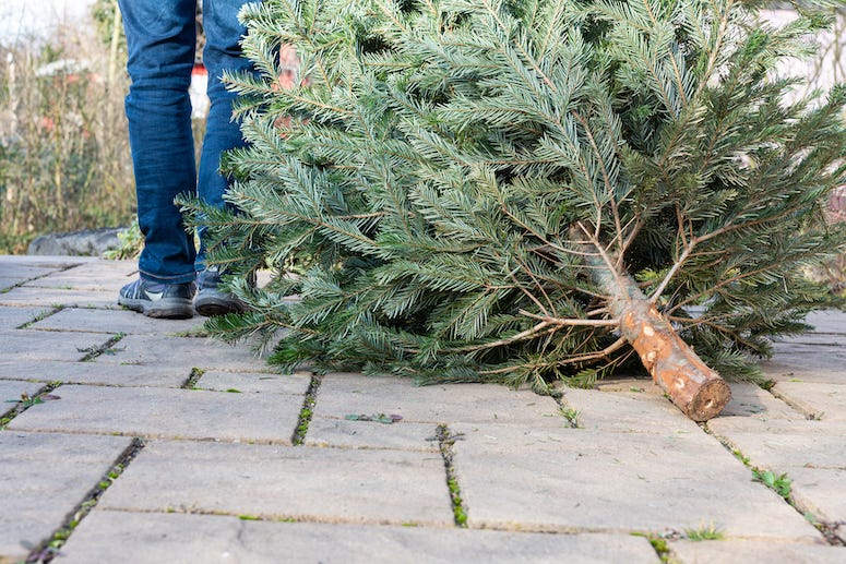 Dead Christmas Tree