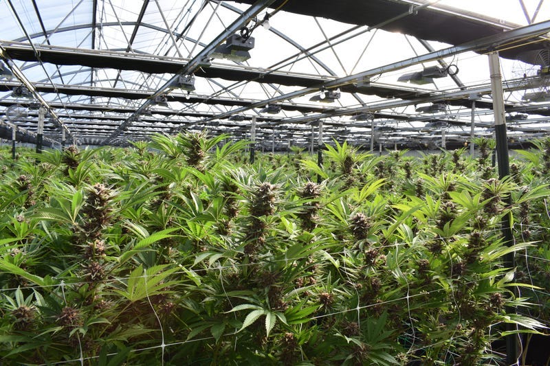 marijuana