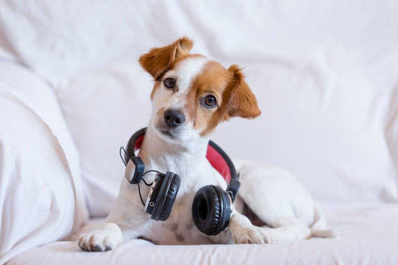 cute young small dog listening sitting on the sofa with headphones