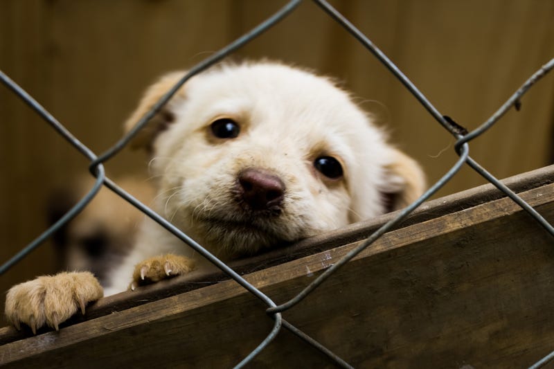 Little puppy dog, loking at the camera behing the wire fence, in a shelter adoption