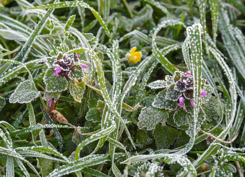 Frost advisory