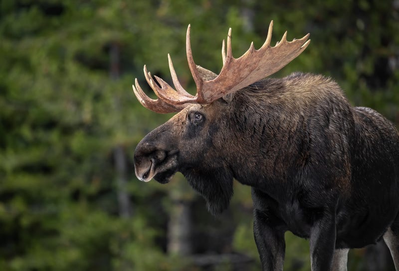 The incident happened on Thursday morning in the Canadian province of Saskatchewan.