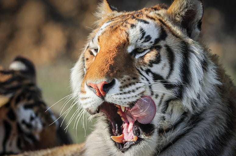 Not one of Joe Exotic's tigers