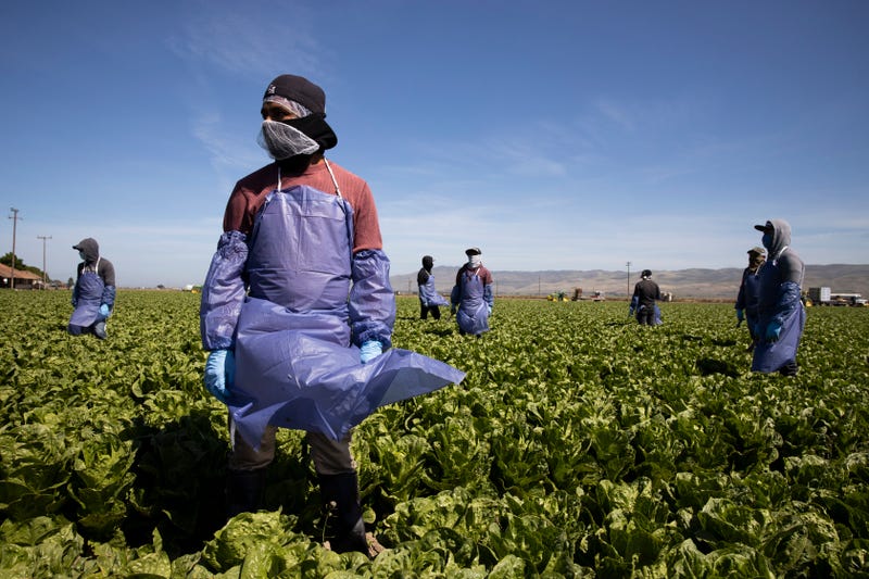 Farm laborers from Fresh Harvest working with an H-2A visa maintain a safe distance as a machine is moved on April 27, 2020 in Greenfield, California.