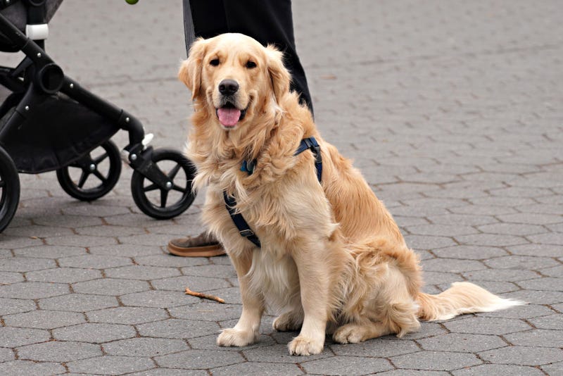 dogs