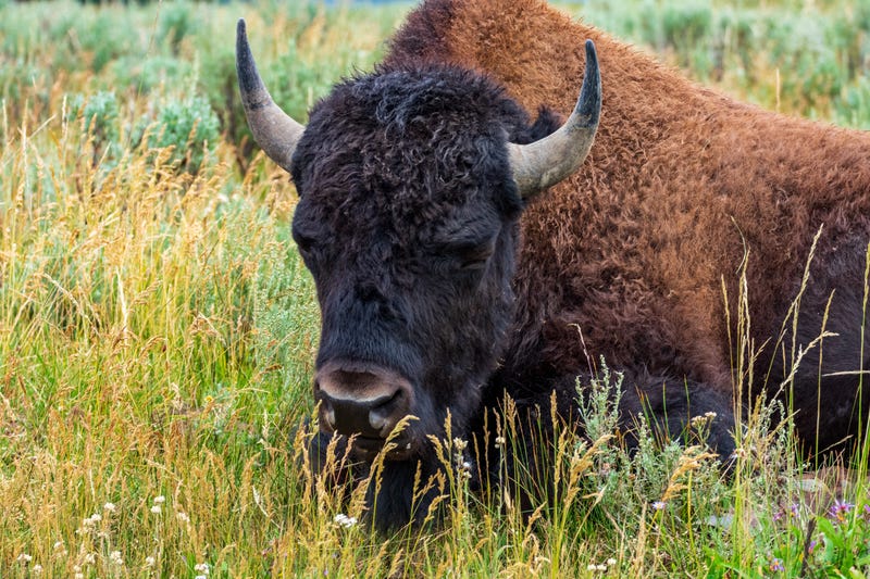 Bison