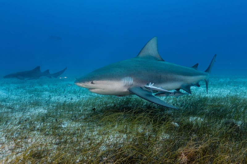 Bull shark