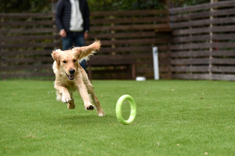 Dog playing at dog park
