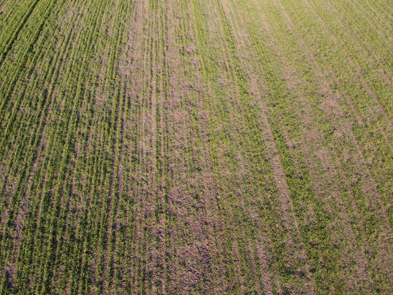 Southwest Kansas wheat suffering due to drought