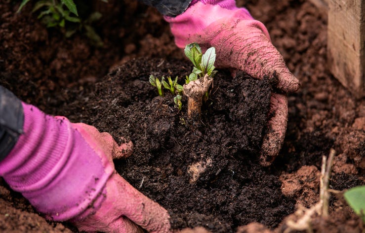 Planting out sprouting dahlia tuber with shoots in spring flower garden.