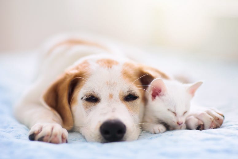 Dog and cat nuzzling, sleeping