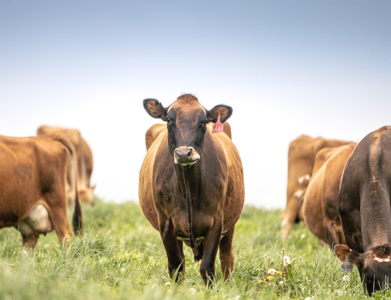 Cows grazing