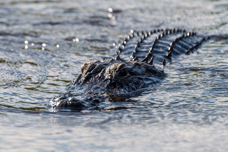 Alligator