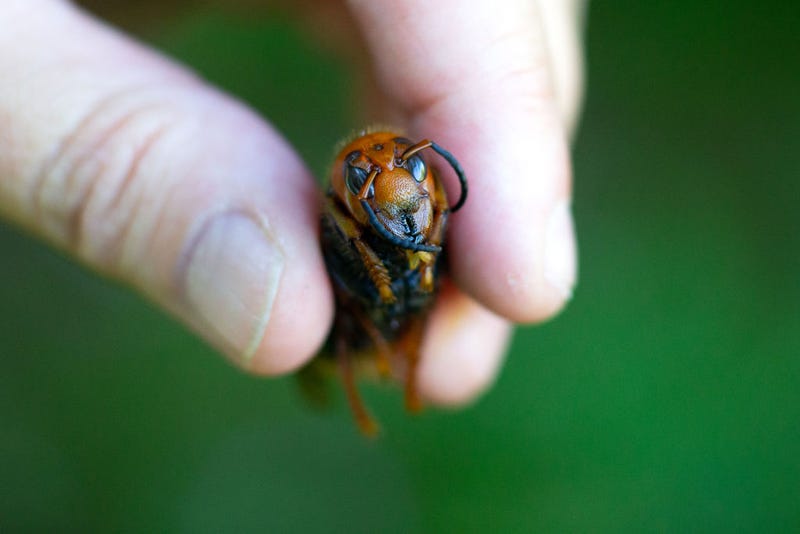 Jenni Cena, pest biologist and trapping supervisor from the Washington State Department of Agriculture (WSDA), holds a dead Asian Giant Hornet, also known as a murder hornet, as a sample specimen from Japan on July 29, 2020 in Bellingham, Washington.