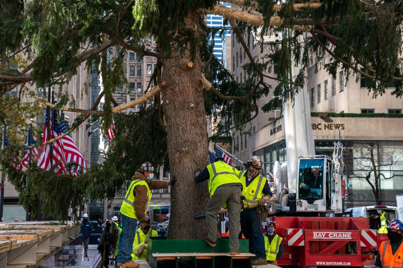 Workers raise the Rockefeller Center Christmas Tree on November 14, 2020 in New York City.