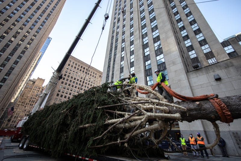 Workers raise the Rockefeller Center Christmas Tree on November 14, 2020 in New York City.