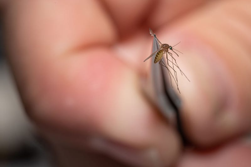 Matthew Vanderpool, environmental health specialist and entomologist for the Louisville Metro Department of Public Health and Wellness, displays a mosquito collected earlier in the day on August 25, 2021 in Louisville, Kentucky.