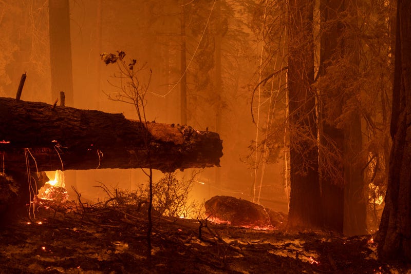 The Windy Fire blazes through the Long Meadow Grove of giant sequoia trees near The Trail of 100 Giants overnight in Sequoia National Forest on Sept. 21, 2021, near California Hot Springs, California. As climate change and years of drought push wildfires to become bigger and hotter, many of the world's biggest and oldest trees, the ancient sequoias, have been killed. The giant trees are among the world's biggest and live to more than 3,000 years, surviving hundreds of wildfires throughout their lifespans. The heat of normal wildfire of the past helped the trees reproduce but increasing fire intensity can now kill them. A single wildfire, the Castle fire, destroyed as much as 14 percent of all the world's giant sequoias in 2020.