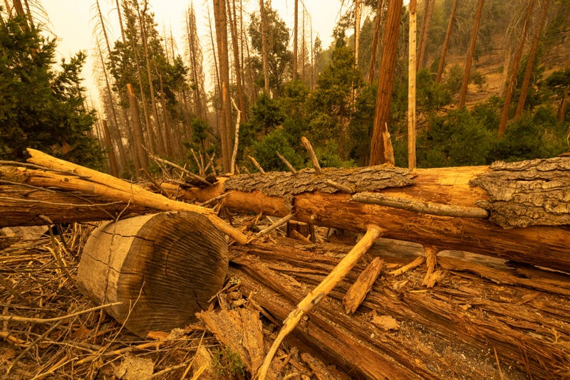 Dead trees cut down as part of the Tree Mortality Removal Project lie below standing dead trees in the smoke-filled air as the Windy Fire continues to grow on September 25, 2021 south of California Hot Springs, California.