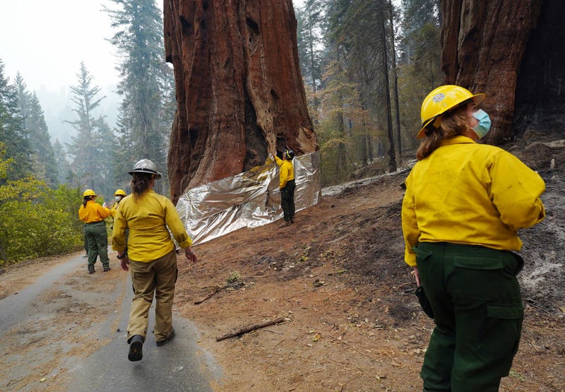 National Park Service staff inspect the insulated structure protection wrapped base of one of The Four Guardsmen giant sequoias during a tour of the KNP Complex fire burn area around Giant Forest on September 30, 2021 in Sequoia National Park, California.
