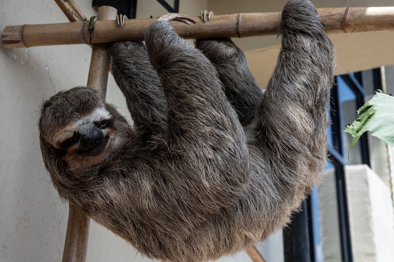 sloth