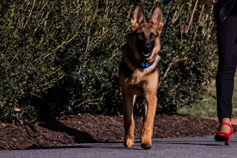 Commander, U.S. President Joe Biden's dog, is walked in Washington, D.C., U.S., on Sunday, March 13, 2022.