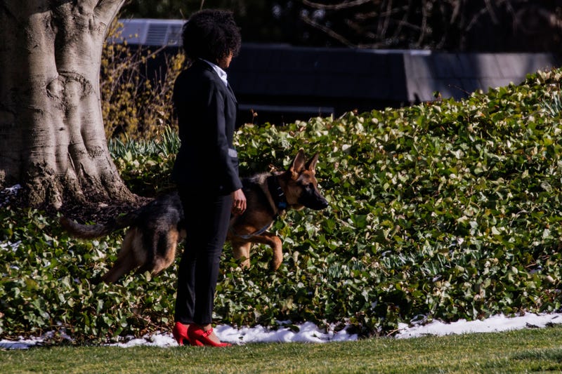 Commander, U.S. President Joe Biden's dog, is walked in Washington, D.C., U.S., on Sunday, March 13, 2022.