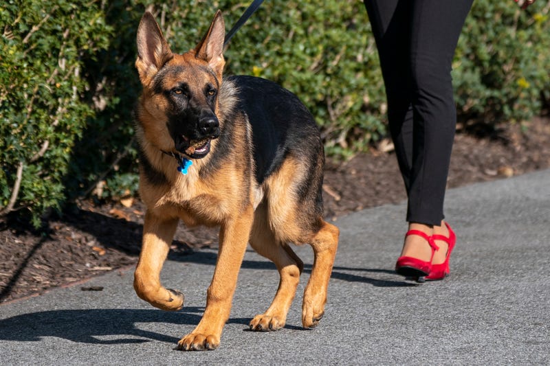 Commander, U.S. President Joe Biden's dog, is walked in Washington, D.C., U.S., on Sunday, March 13, 2022.