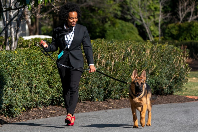 Commander, U.S. President Joe Biden's dog, is walked in Washington, D.C., U.S., on Sunday, March 13, 2022.