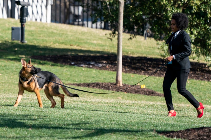 Commander, President Joe Biden's dog, is walked in Washington, D.C., U.S., on Sunday, March 13, 2022.