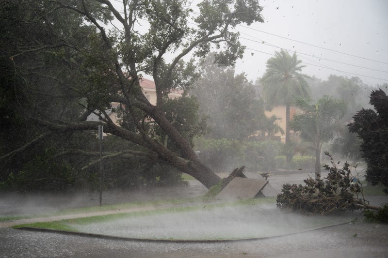 A tree is uprooted by strong winds as Hurricane Ian churns to the south on September 28, 2022 in Sarasota, Florida. The storm made a U.S. landfall at Cayo Costa, Florida this afternoon as a Category 4 hurricane with wind speeds over 140 miles per hour in some areas.