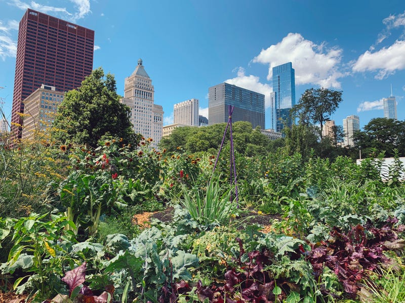 Urban garden in Chicago