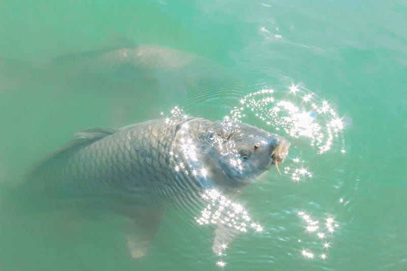 Freshwater carp.