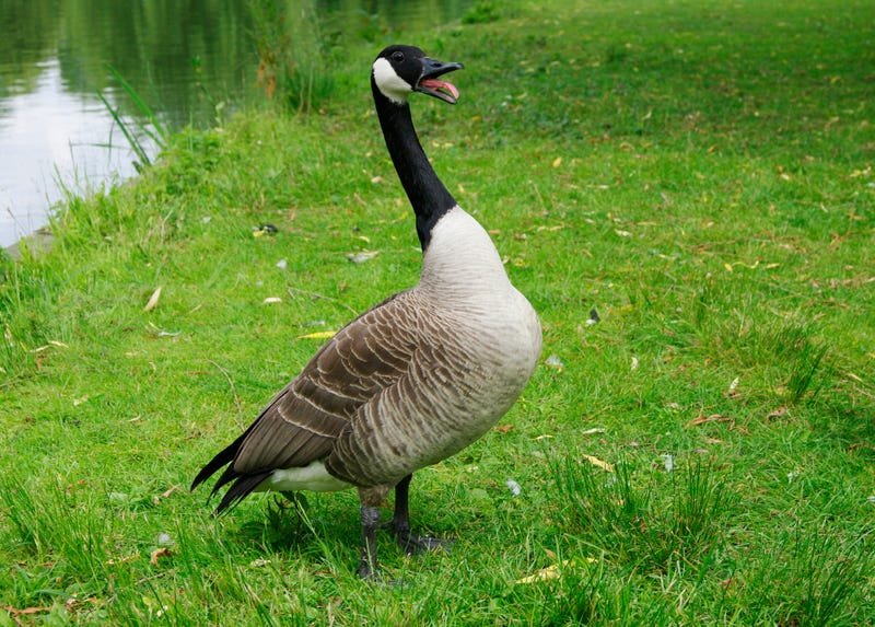 Canadian Goose