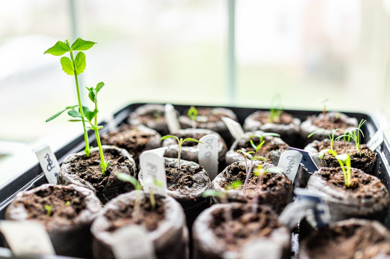 seedlings