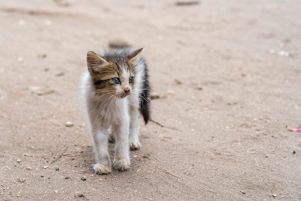 Stray kitten walking on dirt road