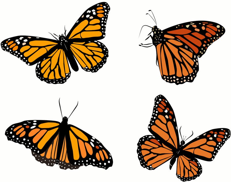 local professor directs documentary about monarch butterfly