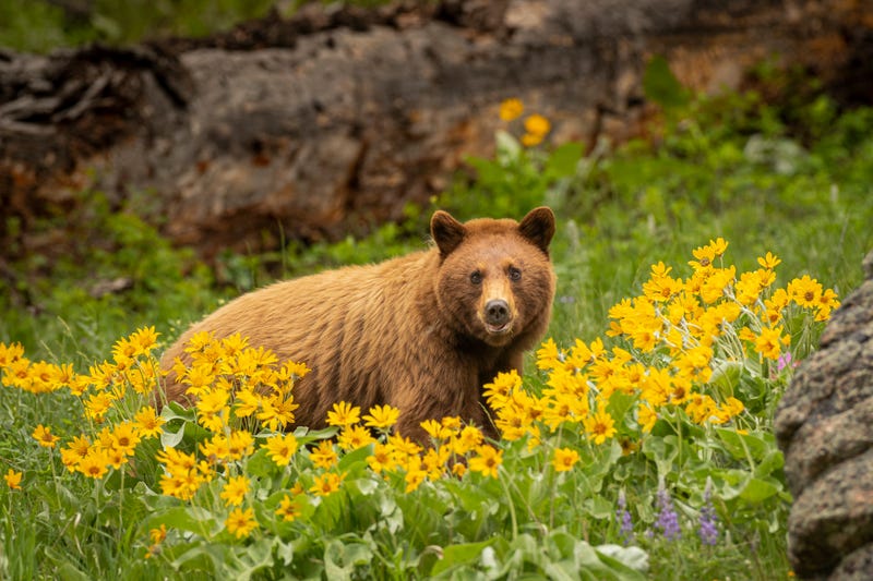 Bear in Yellowstone National Park